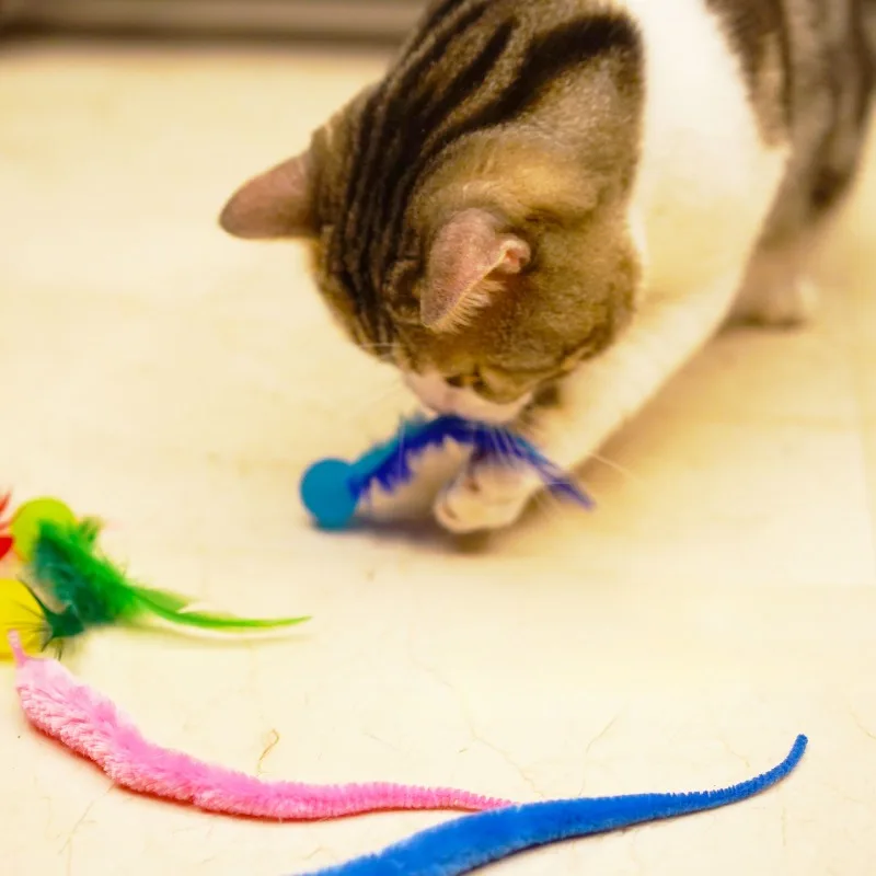 3 sztuk/zestaw zabawka dla zwierząt gąsienica elastyczna piłka zabawka dla kota tęczowy robak odbijająca się piłka kryty kot gąsienica elastyczna interaktywna zabawka 6