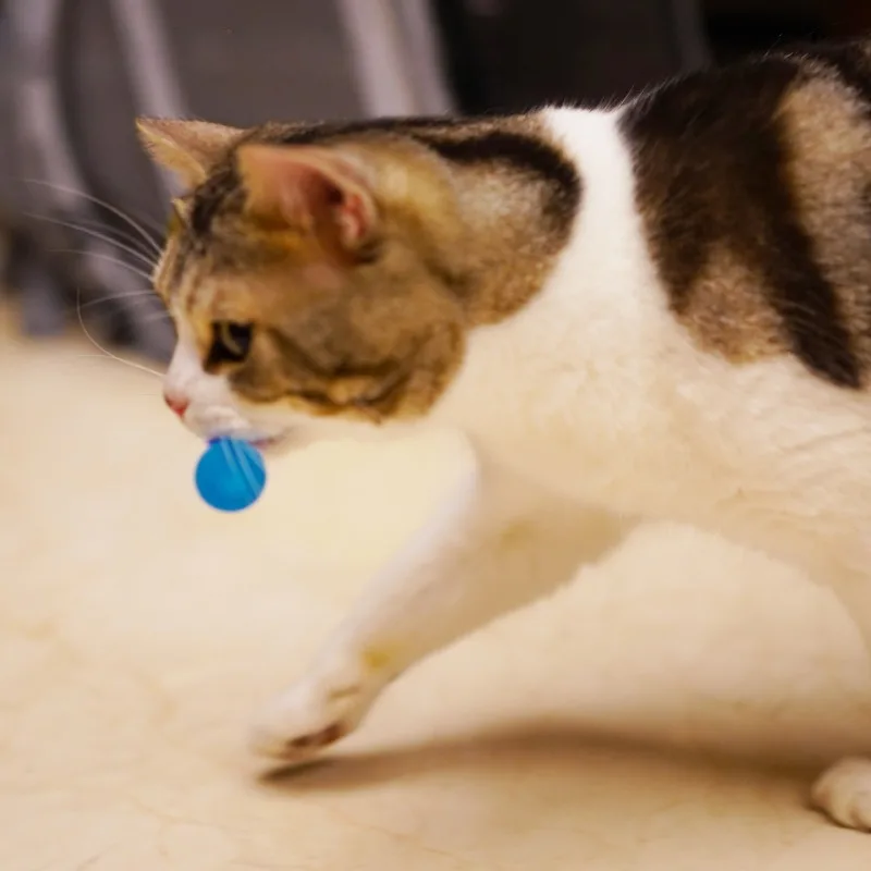 3 sztuk/zestaw zabawka dla zwierząt gąsienica elastyczna piłka zabawka dla kota tęczowy robak odbijająca się piłka kryty kot gąsienica elastyczna interaktywna zabawka 3